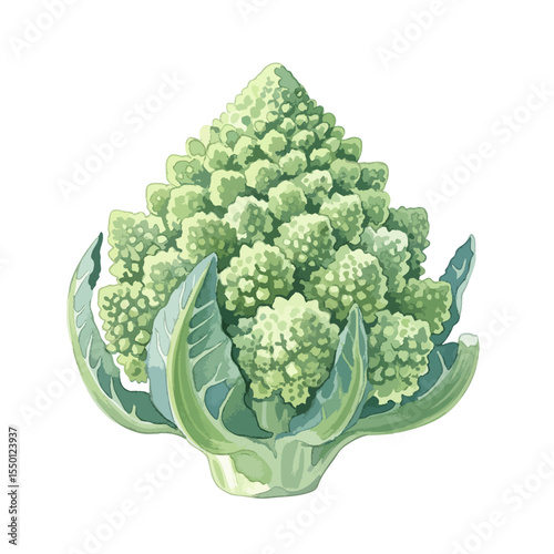 Romanesco Isolated on Transparent PNG Background- Watercolour Art