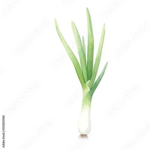 Scallion Isolated on Transparent PNG Background- Watercolour Art
