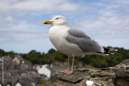 isolated close up of a perched high above town european herring gull  larus argentatus, photo