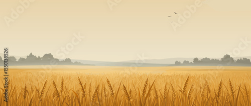 Vector illustration of a golden wheat field under a soft sunset sky