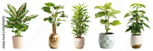 PNG Vibrant potted indoor houseplants collection, element set on transparent background