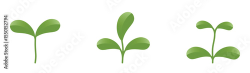Green sprout with rounded leaves. Spring, seedling and planting design elements. Isolated vector images