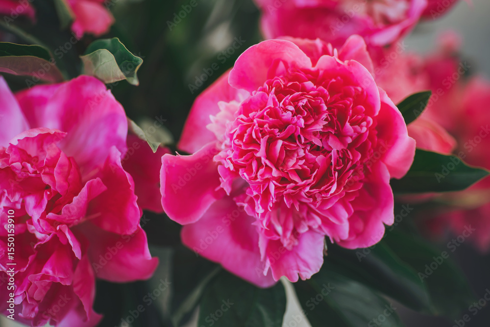 Fototapeta premium Blooming peony radiates vibrant pink hues in a soft-lit indoor setting, celebrating nature's artistry and beauty during a serene morning