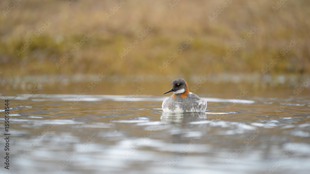 Fototapeta premium Red-necked phalarope (Phalaropus lobatus)