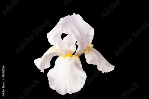 white iris flower isolated on black background