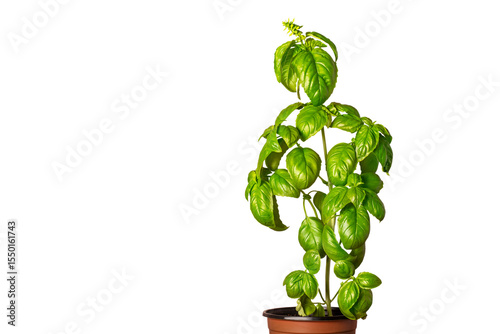 green basil bush in flower pot on white background