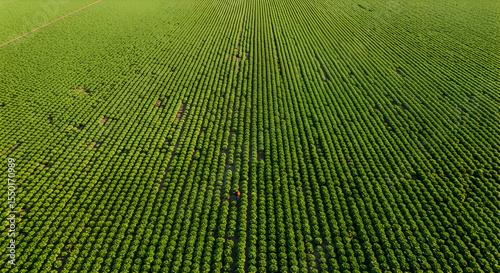 Vibrant Greenery: Aerial View of Expansive Cropland with Uniform Rows