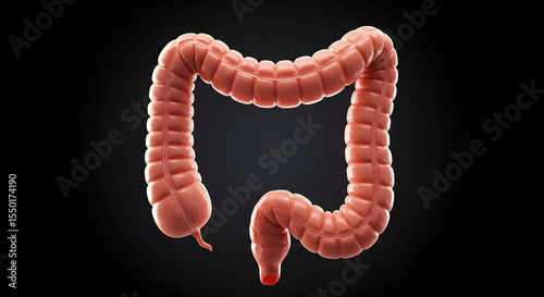 Human Large Intestine: Anatomy, Function, and Digestion