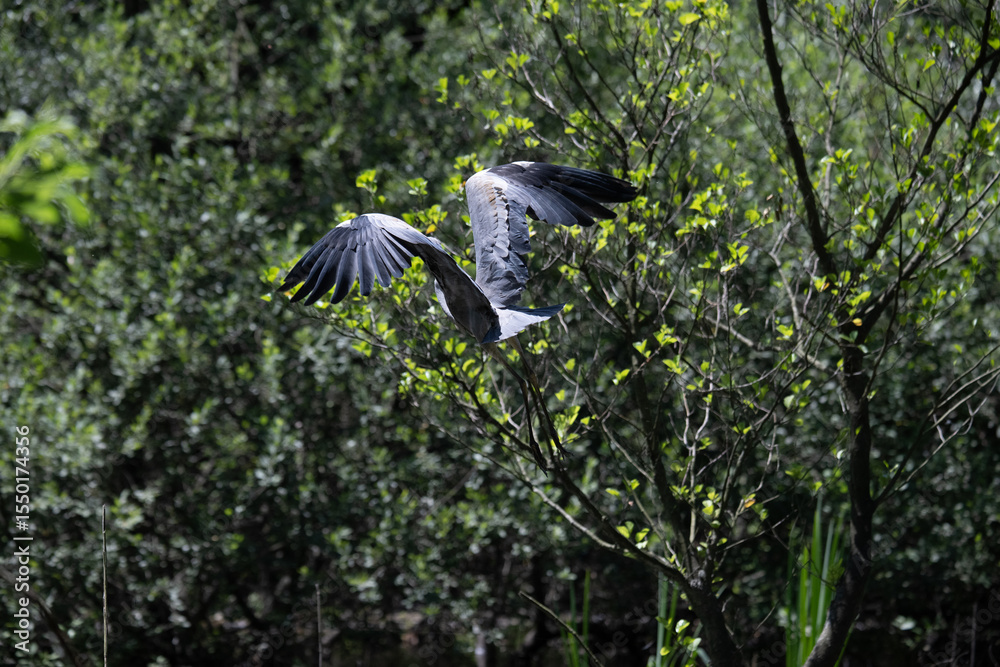 Naklejka premium Bird perched on a branch near still water surrounded by lush vegetation in a tranquil natural setting