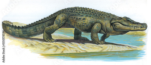 Nile crocodile walking on the shore of a river