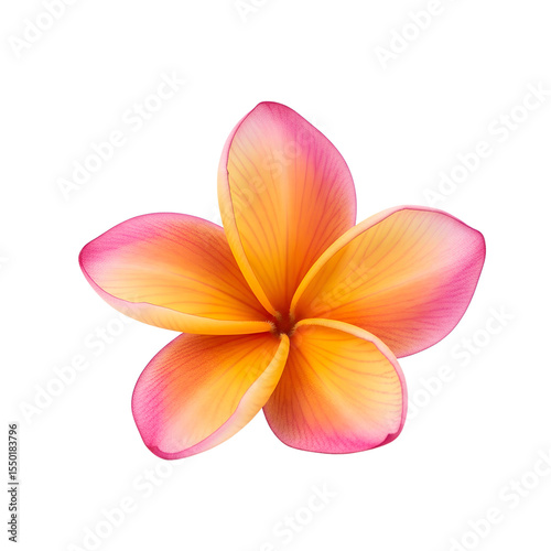 High quality close up of a beautiful tropical plumeria flower showcasing vibrant colors and details on white background, png.