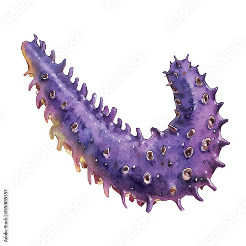 Sea Cucumber, watercolor illustration vector, isolated on a white background.
