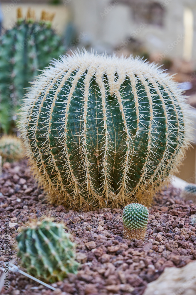 Close-up of a round cactus with sharp spines growing in dry rocky soil in a desert garden Close-up of a round cactus with sharp spines growing in dry rocky soil in a desert garden