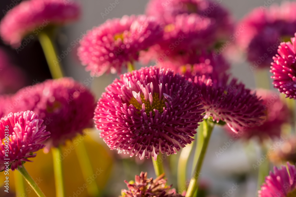 Fototapeta premium Czerwone stokrotki w świetle zachodzącego słońca wiosennego dnia. Żywe różowe stokrotki angielskie (Bellis perennis) kwitną, ich pomponowe główki skąpane są w ciepłym świetle słonecznym. 