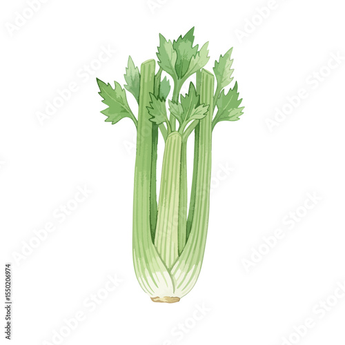 Celery Isolated on Transparent PNG Background- Watercolour Art