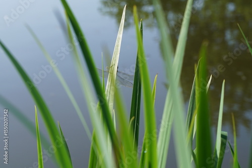 Versteckte Libelle in freier Natur am Gewässer