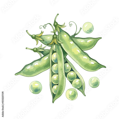 Green Peas Isolated on Transparent PNG Background- Watercolour Art