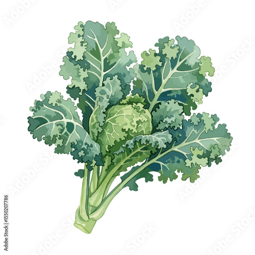 Kale Isolated on Transparent PNG Background- Watercolour Art
