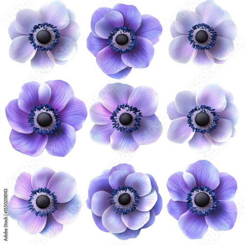 Tranquil Anemone Blooms in Nature on transparent background. cut flower elements, garden themed designs. Top view high quality PNG.