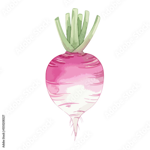 Radish Isolated on Transparent PNG Background- Watercolour Art