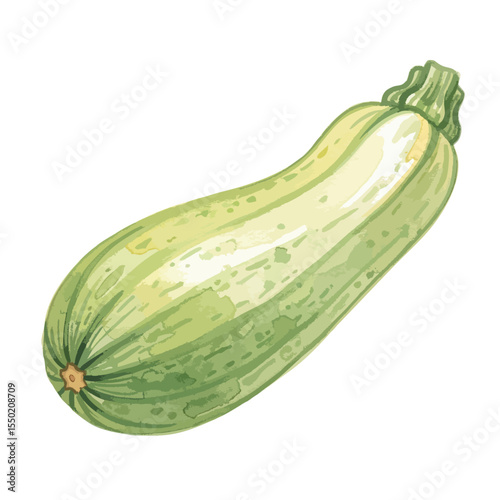 Zucchini Isolated on Transparent PNG Background- Watercolour Art