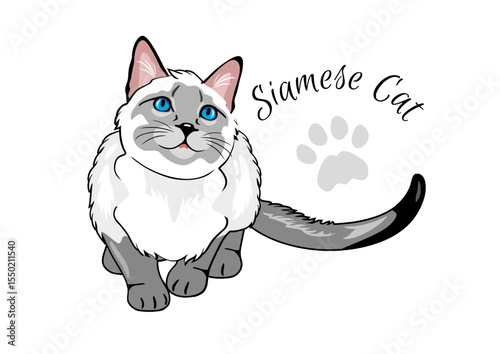Curious Siamese cat isolated on white