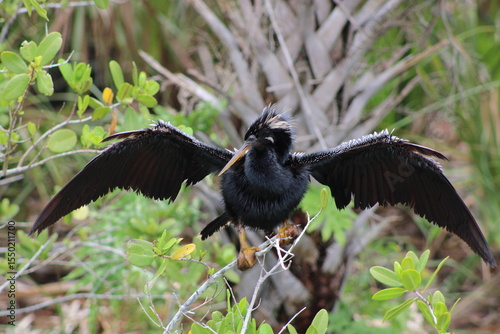 Anhinga Merritt Island National Wildlife Refuge