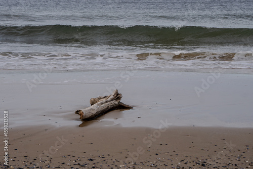 Tronco de un árbol cortado a la orilla del mar en la playa