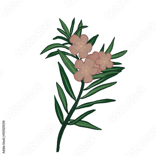 oleander branch, pink flower branch