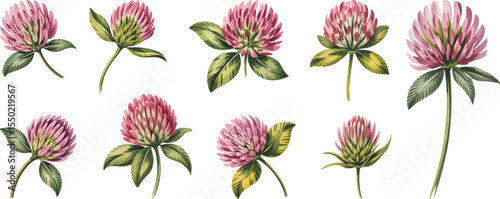 Watercolor red clover flower and leaf set vector. Watercolor botanical illustration of meadow flower isolated on white background.
