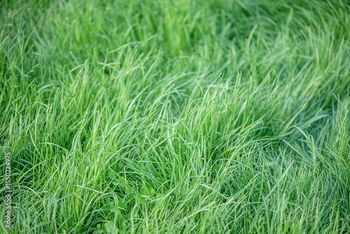 Grass thin focus part as background. Greenery, natural background.
