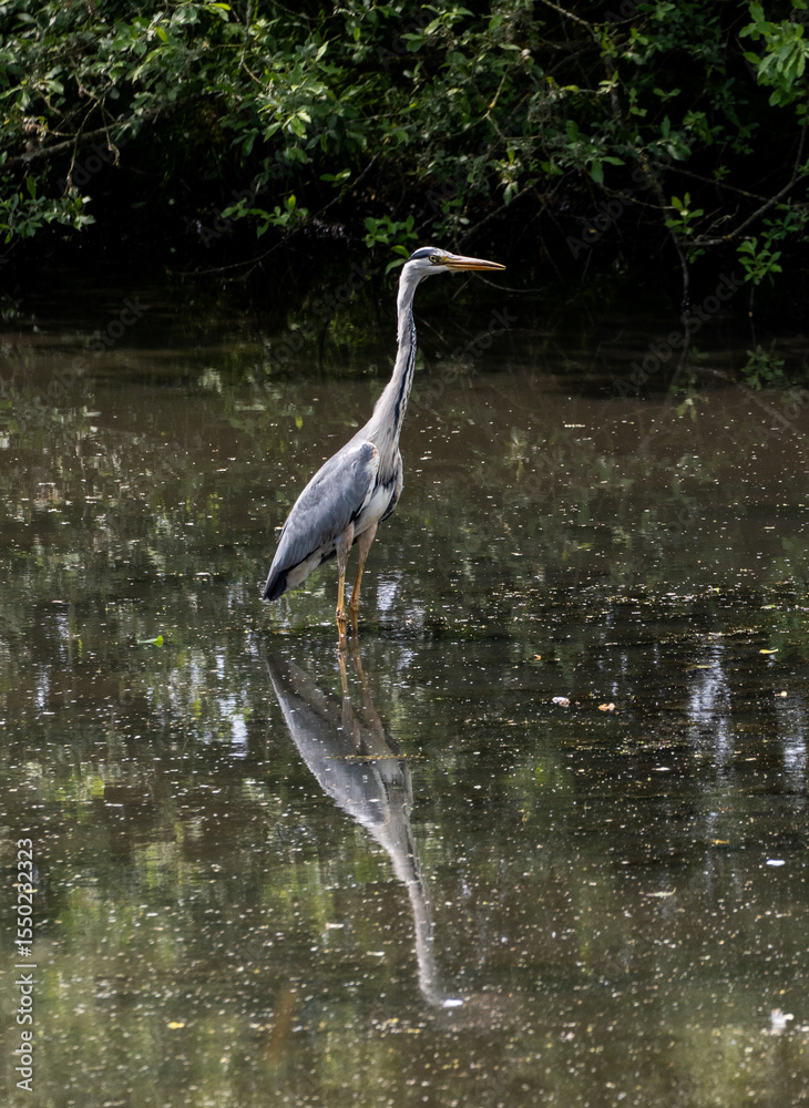 Fototapeta premium great blue heron