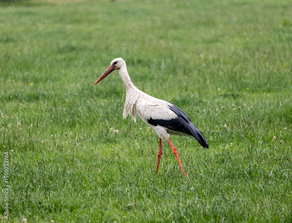 Fototapeta premium white stork ciconia