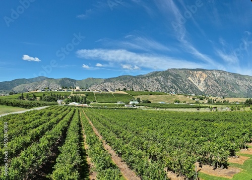 A panoramic orchard view at Manson, Washington on a beautiful late spring day showing the still kind of green hillsides in the distance, beautiful blue sky with some nice clouds_20250606_003.