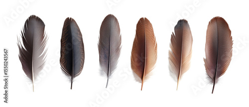 Whispers of Nature on transparent background. cut flower elements, garden themed designs. Top view high quality PNG.