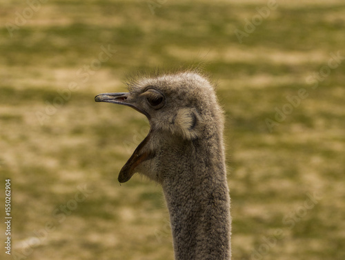 Autruche