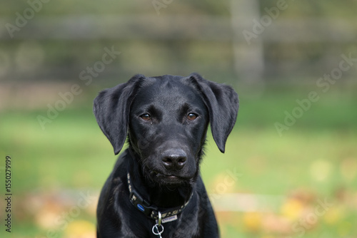 Wallpaper Mural Portrait of a cute black Labrador puppy looking at the camera Torontodigital.ca