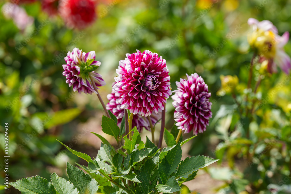 Close-up photo of a pink Dahlia (Dahlia pinnata) flower blooming in spring Close-up photo of a pink Dahlia (Dahlia pinnata) flower blooming in spring
