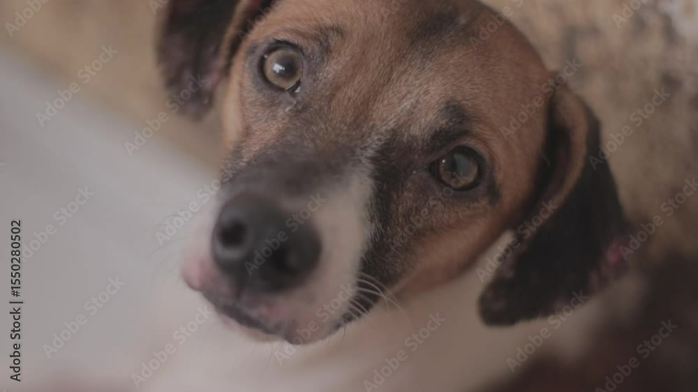 Cachorros de rua sem raça definida caramelo vira lata doguinho