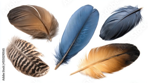 A collection of colorful feathers arranged on a white background, showcasing a variety of textures and shades, Ideal for nature, crafting