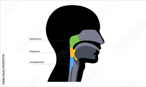Pharynx anatomy poster
