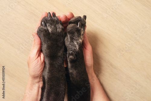 Black dog paws with black claws and human hands close-up on a light background, soft focus. Conceptual image of friendship, trust, love, help between human and dog