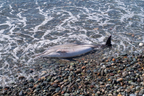 The carcass of a dead young dolphin washed up on the seashore. Ecology and fauna of the sea.