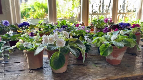 Potted pansies variety in plant nursery for flower sales, colorful blooms arranged for customer selection. Garden center inventory with saintpaulia violets in pots, floral houseplants