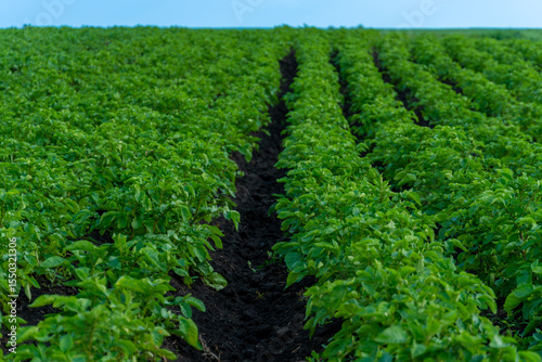 Obraz na plátně Rows of potato plants with green foliage extend into the distance, growing in dark soil