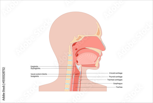 Larynx anatomy poster