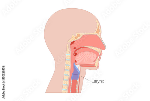 Larynx anatomy poster