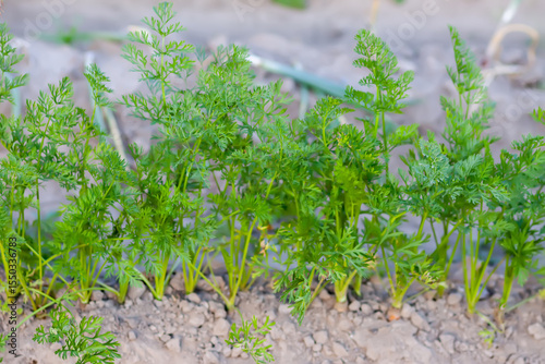 Organic vegetables. Carrots grow in the soil.