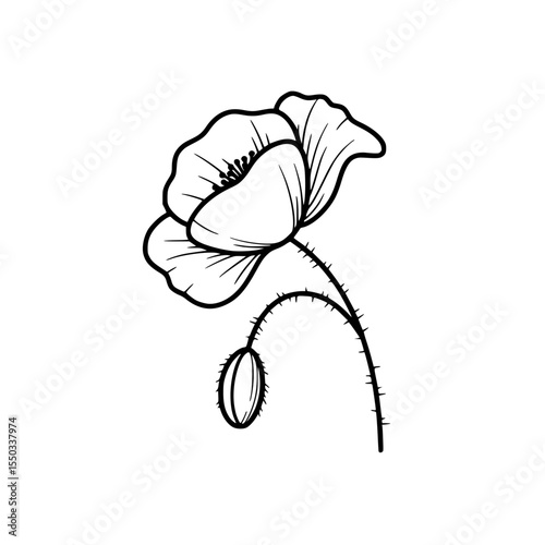 Poppy flower illustration in minimalistic black and white design  