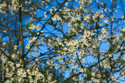 Blooming trees in the spring garden. White flowers on a tree.
